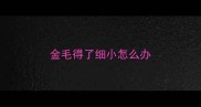 金毛得了细小怎么办