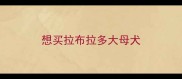 想买拉布拉多大母犬