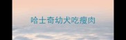 哈士奇幼犬吃瘦肉
