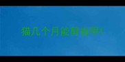 猫几个月能剪指甲