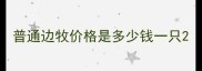 普通边牧价格是多少钱一只