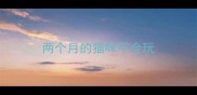 两个月的猫咪不会玩