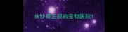 长沙最正规的宠物医院