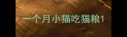 一个月小猫吃猫粮