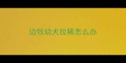 边牧幼犬拉稀怎么办