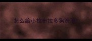 怎么给小拉布拉多狗洗澡