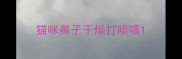 猫咪鼻子干燥打喷嚏