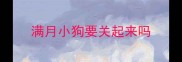 满月小狗要关起来吗