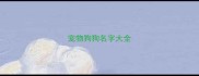 宠物狗狗名字大全