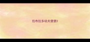 拉布拉多幼犬便便