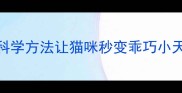 猫咪犯错怎么办3个科学方法让猫咪秒变乖巧小天使附训猫全攻略