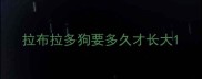 拉布拉多狗要多久才长大