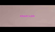 宠物店进什么宠物