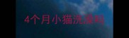 4个月小猫洗澡吗