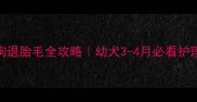 狗狗退胎毛全攻略幼犬3-4月必看护理指南