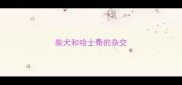 柴犬和哈士奇的杂交