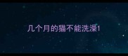 几个月的猫不能洗澡