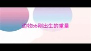 边牧bb刚出生的重量