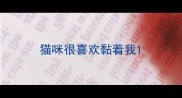 猫咪很喜欢黏着我