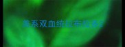 美系双血统拉布拉多
