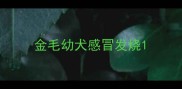 金毛幼犬感冒发烧