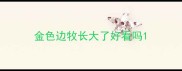 金色边牧长大了好看吗