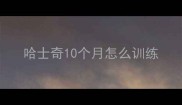 哈士奇10个月怎么训练