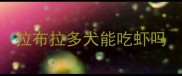 拉布拉多犬能吃虾吗