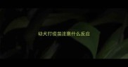 幼犬打疫苗注意什么反应