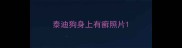 泰迪狗身上有癣照片
