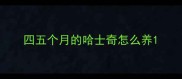 四五个月的哈士奇怎么养