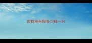 边牧串串狗多少钱一只