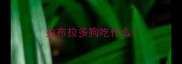 拉布拉多狗吃什么