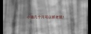 小猫几个月可以抓老鼠