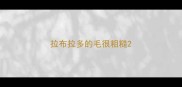 拉布拉多的毛很粗糙