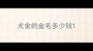 犬舍的金毛多少钱