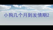小狗几个月到发情期