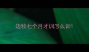 边牧七个月才训怎么训