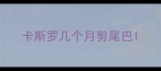 卡斯罗几个月剪尾巴