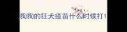 狗狗的狂犬疫苗什么时候打