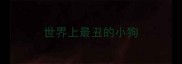 世界上最丑的小狗