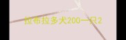 拉布拉多犬200一只