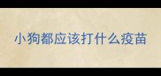 小狗都应该打什么疫苗