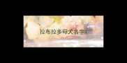 拉布拉多母犬名字
