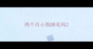 两个月小狗掉毛吗