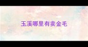 玉溪哪里有卖金毛