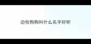 边牧狗狗叫什么名字好听