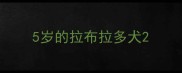 5岁的拉布拉多犬