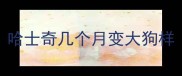 哈士奇几个月变大狗样