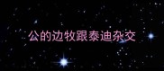 公的边牧跟泰迪杂交